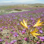 Desierto_florido