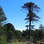 araucaria