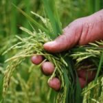 imagen-imagenarroz6100363-580×383