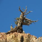 Imagen-Arbol-1024×1002