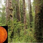 imagen_alerce-1024×685