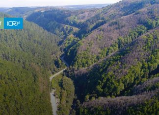 Policy Brief CR2 | Wildfires and Invasion of Pinus radiata: A Double Threat to the Ruil (Nothofagus alessandrii), an Endangered Species