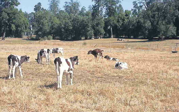 vacas-revistacampo