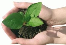 Iniciativas de restauración ecológica en Latinoamérica