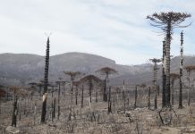 Evalúan respuesta de bosques del Parque Nacional Tolhuaca luego de incendio (UACh)