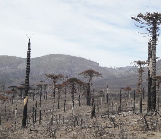 Evalúan respuesta de bosques del Parque Nacional Tolhuaca luego de incendio (UACh)