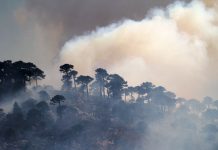 Discuten sobre restauración de bosques post-disturbios (Universidad Austral de Chile)