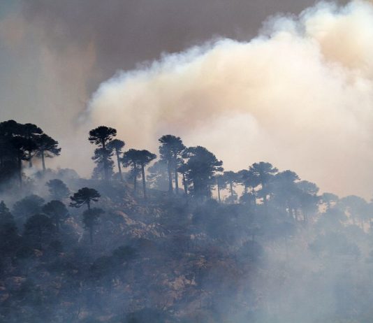 Discuten sobre restauración de bosques post-disturbios (Universidad Austral de Chile)