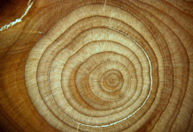 11 de mayo | Seminario DGF-CR2 «Interpretando la memoria de los árboles para el estudio del cambio global»