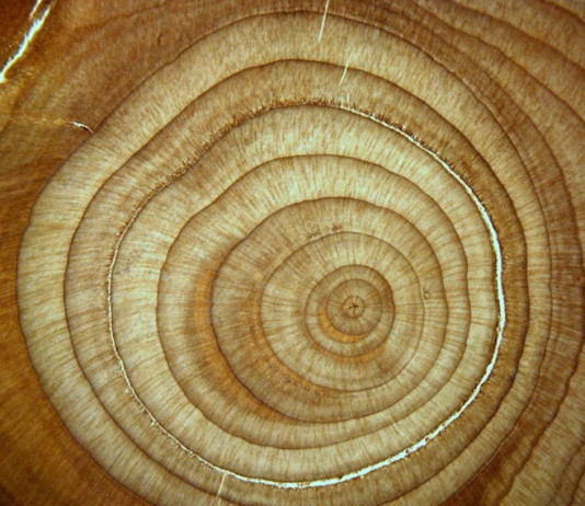 11 de mayo | Seminario DGF-CR2 «Interpretando la memoria de los árboles para el estudio del cambio global»