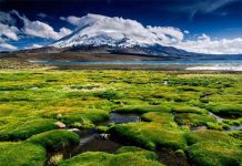 Presidenta Bachelet anuncia creación de Agencia Chilena de Cambio Climático