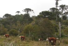 El futuro de los bosques de araucaria es amenazado por el ganado (Facforen UACh)