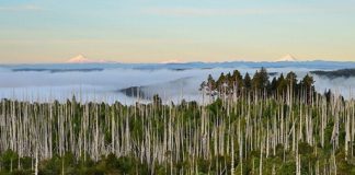 Mayo a julio | Ciclo de seminarios del Instituto de Conservación, Biodiversidad y Territorio UACh