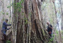 Destacada participación de investigadores CR2-UACh en Ameridendro 2016 (Facforen UACh)