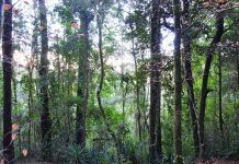 Investigador (CR)2 aporta al mejoramiento de la Ley de Bosque Nativo