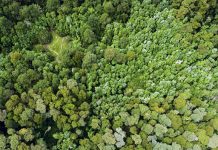 Un 19% del bosque nativo más diverso del país se ha perdido en los últimos 40 años (La Tercera)