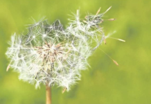 Prevén que la próxima semana será difícil para los alérgicos (HoyxHoy)