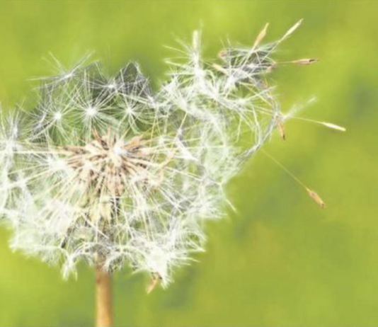 Prevén que la próxima semana será difícil para los alérgicos (HoyxHoy)