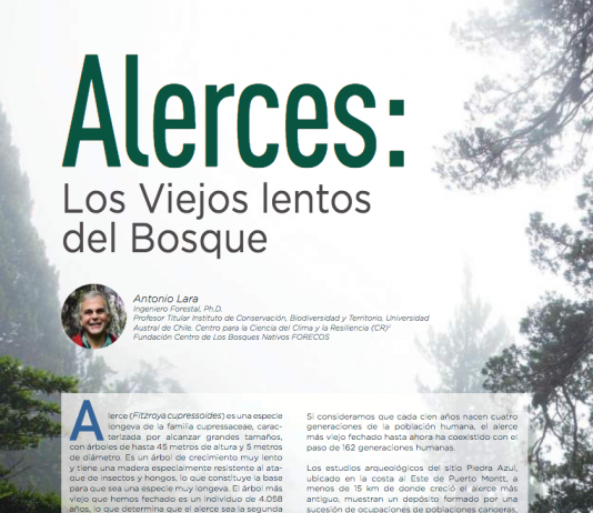 Alerces: Los viejos lentos del bosque