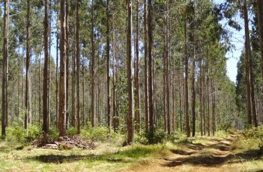 «Invasión de especies pirófitas en Chile con financiamento estatal» por Susana Gómez