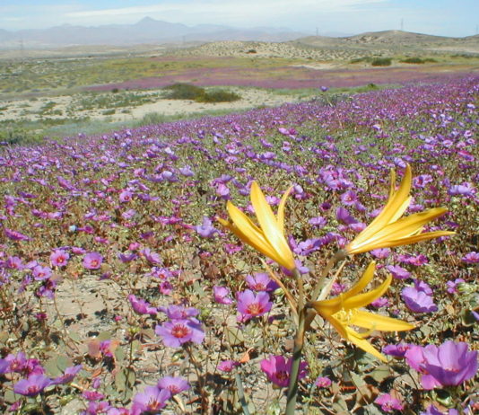 Análisis: Desierto florido, incendios y más | (CR)2
