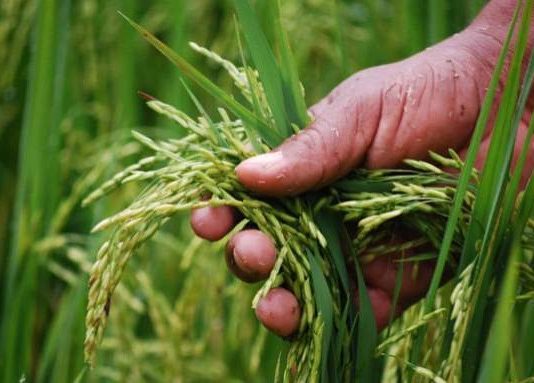 El Agro: Entrevista a René Garreaud (Radio Agricultura)