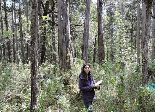 Formarán Red Internacional para investigar vulnerabilidad del alerce al cambio climático (Noticias Facforen UACh)