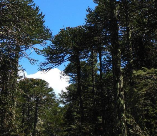 Hasta 31 de marzo es el plazo para envío de resúmenes para Conferencia Conjunta de Bosques y Agua (Noticias Facforen UACh)
