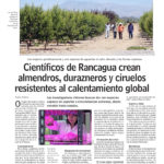 Científicos de Rancagua crean almendros durazneros y ciruelos resistentes al calentamiento global www.lun.com