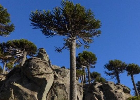 Especies nativas colaborarán en la generación de un Atlas de sequía para Chile (Noticias Facforen UACh)