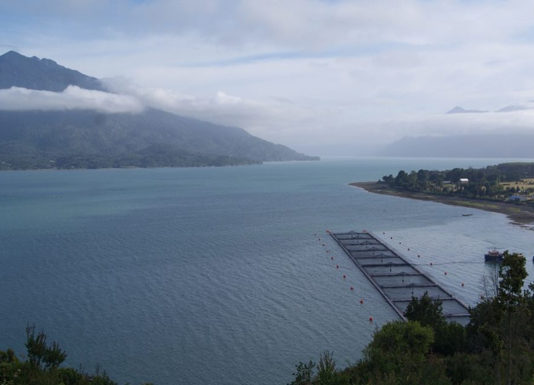 En la prensa: Estudio sobre la mortalidad de salmones en 2016