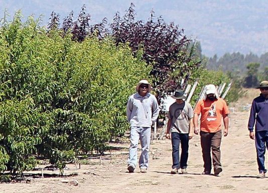 Científicos de Rancagua crea almendros, durazneros y ciruelos resistentes al calentamiento global (Las Últimas Noticias)
