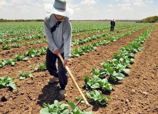 «Agricultura y sistemas alimentarios: un aspecto tibio en la COP28» por Mónica Ortiz, Olga Barbosa y Eugenia Gayó (El Mostrador)