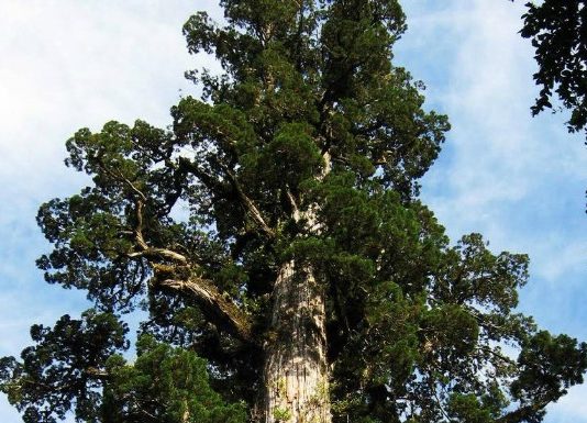 Este alerce de 45 metros es el árbol más viejo de Chile (Las Últimas Noticias)