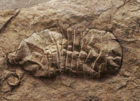 La huella del hombre en la Tierra va más allá del cambio climático (El Mercurio)