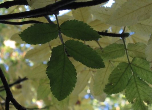Investigadores (CR)2 usarán hojas de árboles como testigos de contaminación atmosférica (DGF U. de Chile)