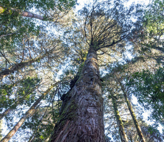 Alerces: un viejo patrimonio natural que merece ser conservado (Revista Claves 21)