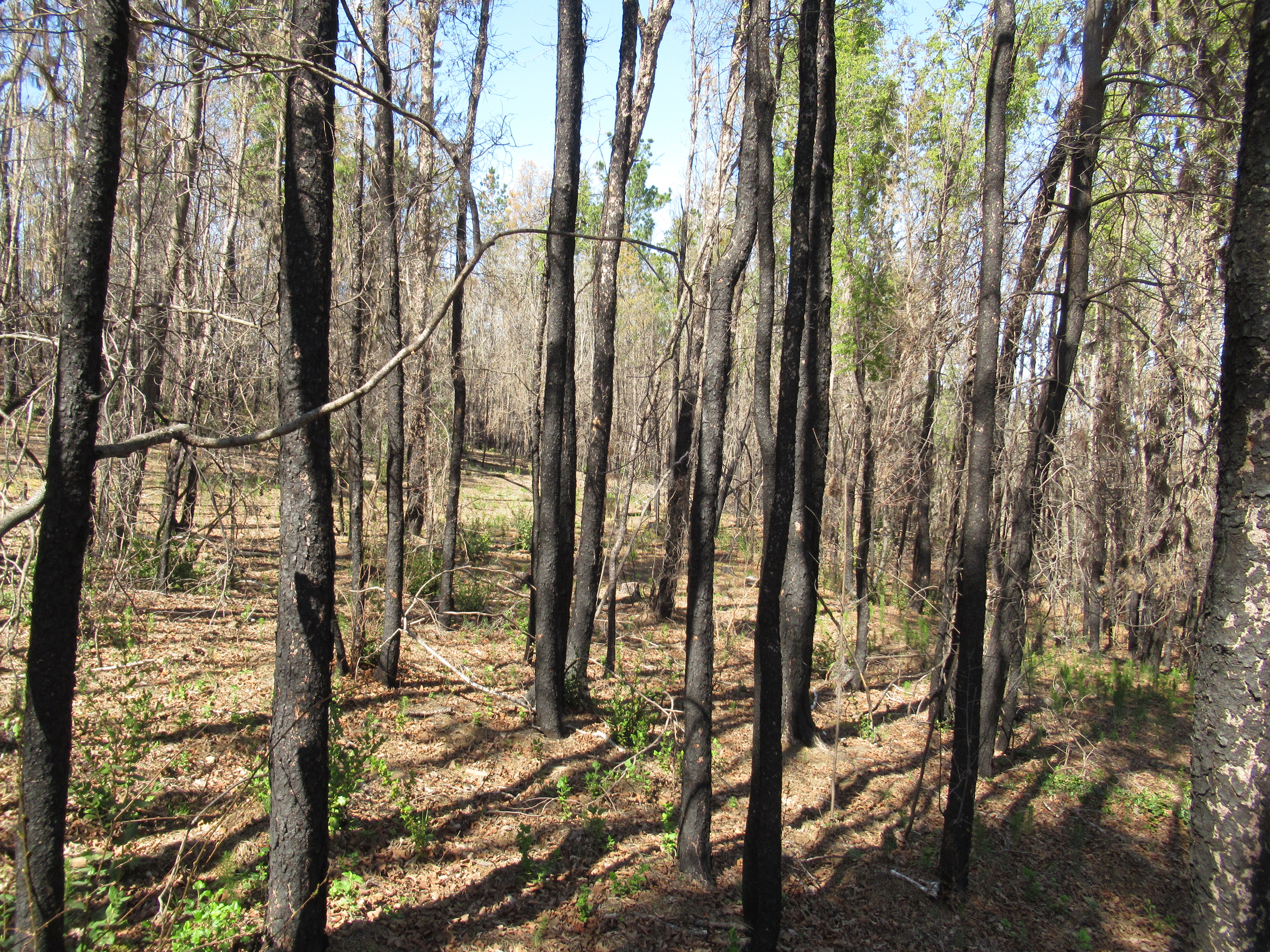 Bosque-quemado-1
