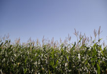 Cambios en las precipitaciones podrían afectar cultivos de trigo de la zona central de Chile