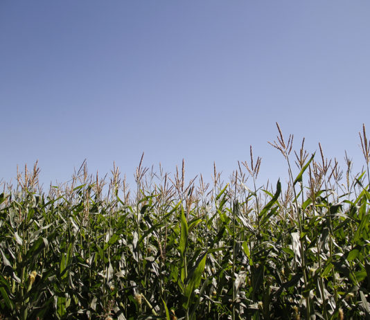 Cambios en las precipitaciones podrían afectar cultivos de trigo de la zona central de Chile