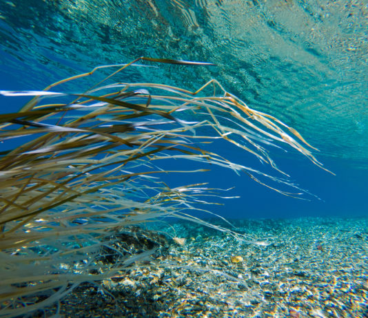 AMOC: El colapso de las corrientes oceánicas que “amenaza la civilización tal como la conocemos” (El Desconcierto)