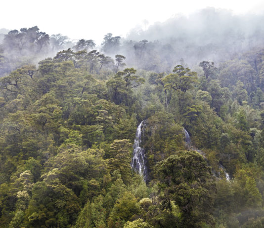 Chile carbono neutral: Expertos piden mayor esfuerzo al sector transporte y un acuerdo nacional para capturar CO2 con reforestación (País Circular)