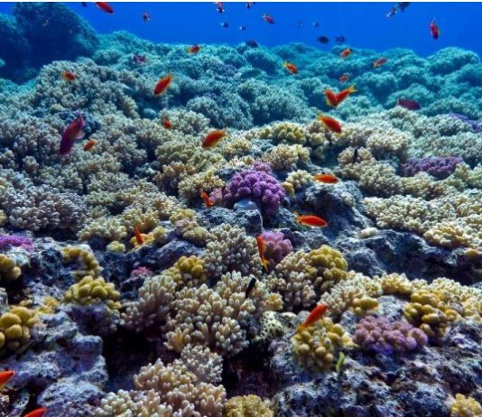 Oceanógrafas alertaron sobre los riesgos de las desalinizadoras en la Región de Coquimbo (Biblioteca del Congreso Nacional)