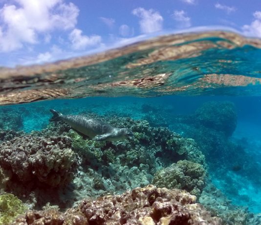 Alerta en los océanos: Expertos plantean ocho medidas urgentes para evitar una catástrofe ecológica (Radio U. de Chile)