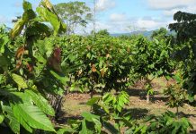 El cambio climático está poniendo en jaque al chocolate (El Mercurio)