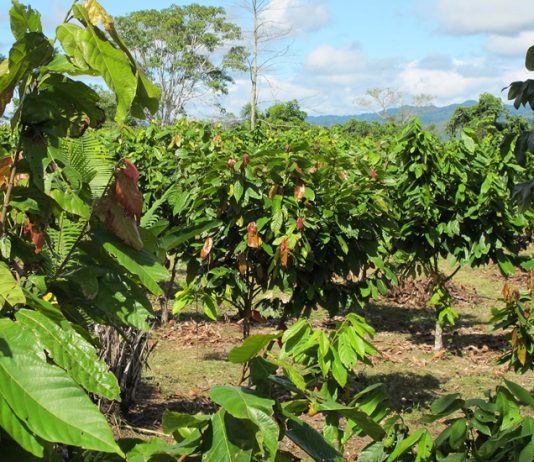 El cambio climático está poniendo en jaque al chocolate (El Mercurio)