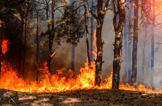 Cambio climático y dramáticos incendios amenazan el permafrost del Ártico (El Dínamo)