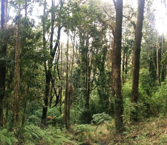 El cuidado al bosque nativo chileno y sus distintos tipos a lo largo del país (El Mostrador)