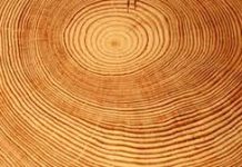 Anillos de los árboles ayudan a medir contaminación de las zonas industriales (El Mercurio)