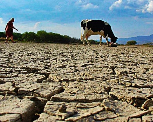 Día Mundial del Medio Ambiente: el reto de combatir la sequía en Latinoamérica (Mongabay Latam)